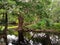 Greeny forest with a natural pond