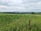 Greeny grass of West Yorkshire