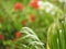 The greeny grass in the windy environment and the hibiscus tree in the background.