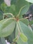 Greeny leaf with flower