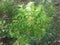 Greeny neem leaf