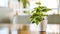 Greeny Plant in the White Pot on the Wooden Table