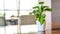 Greeny Plant in the White Pot on the Wooden Table