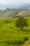 Greeny rice field