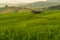 Greeny rice terrace field