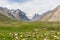 Greeny season in Zanskar valley, Jammu Kashmir, India