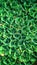 Greeny water hyacinth leaf