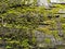 Greenâ€‹ Mossâ€‹ scientific name bryophyta on the wall