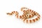 Greerï¿½s King Snake (Lampropeltis mexicana greeri)