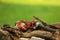 The Greer`s Kingsnake Lampropeltis mexicana greeri on the sand with stones and old branch hunting the mouse