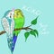 Greeting card with budgies in love. Blue and green budgies. Vector graphics