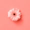 Greeting Card with fresh gerbera flower in a color of Living Coral Pantone on a same color background. Nature background