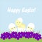 Greeting card Happy Easter. Three light yellow Chicks hatch, a white shell, green grass, purple violets on a blue background