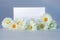 Greeting card template. White daisies with place for your greeting or design