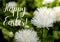 Greeting card text HAPPY EASTER saying Flowerbed of beautiful white flowers on green lawn background. Group of delicate