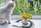 Greeting mockup scene on window sill of rural house. Blank paper, bouquet of wildflowers and cat