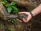 Greeting with nature - roots looking likes a hand