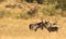 Greeting Waterbuck family