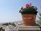 Greetings Andalusia. flowers, old town & summer