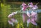 A gregarious group of Roseate Spoonbills