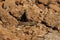 Gregarious locust, camouflaged against dry rocks and sand