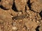 Gregarious locust, camouflaged against rocks and sand