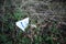 Greggs bakery paper bag thrown away into park undergrowth as litter