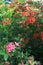 Gregory Bald flame azaleas