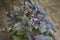 Gren and purple leaves of Ocimum basilicum purpurascens