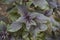 Gren and purple leaves of Ocimum basilicum purpurascens