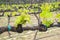 Grenache Grape Vines in a Vineyard