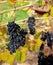 Grenache Grapes, McLaren Vale