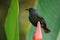 Grenada Race Bananaquit sitting on banana flower, Grenada island, Grenada