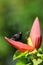 Grenada Race Bananaquit sitting on banana flower, Grenada island, Grenada