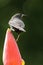 Grenada Race Bananaquit sitting on banana flower, Grenada island, Grenada