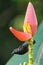 Grenada Race Bananaquit sitting on banana flower, Grenada island, Grenada