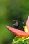 Grenada Race Bananaquit sitting on banana flower, Grenada island, Grenada