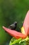 Grenada Race Bananaquit sitting on banana flower, Grenada island, Grenada