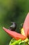 Grenada Race Bananaquit sitting on banana flower, Grenada island, Grenada