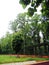 The grenery scene of Old Trees along with grownup trees in a deep forest