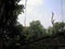 The grenery scene of Old Trees along with grownup trees in a deep forest