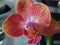 Grern plant Wild green Orchidee