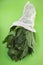 gresh green spinach in cotton white bag