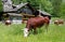 Gressoney, Aosta Valley, cows in a grass field