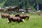 Gressoney, Aosta Valley, cows in a grass field