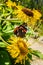 Gressoney, Italy. Butterfly sitting on a yellow flower in the botanical garden of Castel Savoia. Vertical Image.