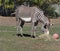 Grevey`s Zebra Or Equus Grevyi Eating Hay