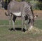 Grevey`s Zebra Or Equus Grevyi Eating Hay