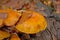 Greville`s bolete and fallen beech leafs in the autumn forest