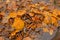 Greville`s boletes and fallen beech leafs in the autumn forest